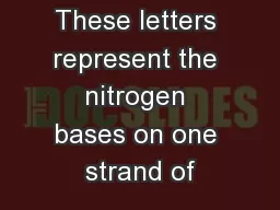 These letters represent the nitrogen bases on one strand of