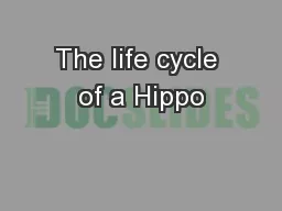 The life cycle of a Hippo