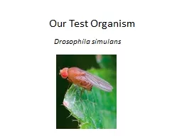 Our Test Organism