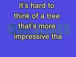 It’s hard to think of a tree that’s more impressive tha