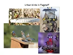 Urban birds in Flagstaff