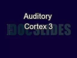 Auditory Cortex 3