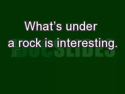What’s under a rock is interesting.