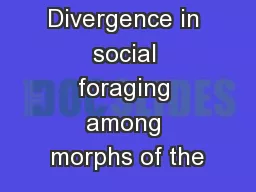 Divergence in social foraging among morphs of the