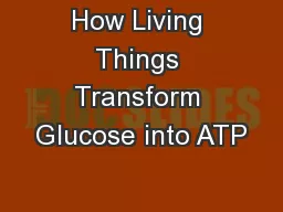 How Living Things Transform Glucose into ATP