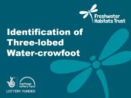Identification of Three-lobed Water-crowfoot