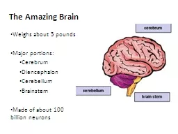The Amazing Brain