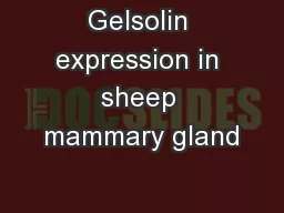 Gelsolin expression in sheep mammary gland
