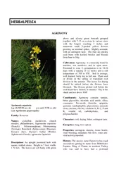 AGRIMONY Agrimonia eupatoria agrihMOHneeuh yoopuhTORee