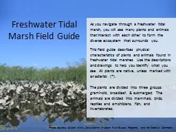Freshwater Tidal Marsh Field