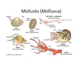Mollusks (Mollusca)