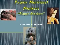 Pygmy Marmoset Monkeys