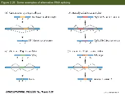 Figure 2.26  Some examples of alternative RNA splicing