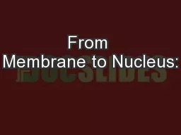 From Membrane to Nucleus: