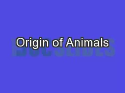 Origin of Animals