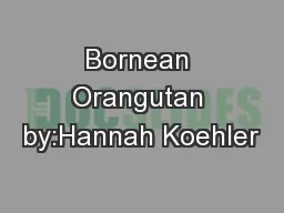Bornean Orangutan by:Hannah Koehler