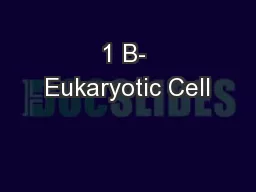 1 B- Eukaryotic Cell