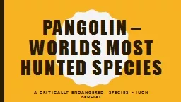 Pangolin – worlds most hunted species
