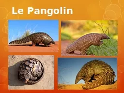 Le Pangolin