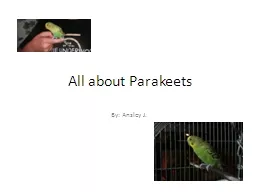 All about Parakeets