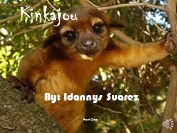 Kinkajou