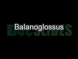 Balanoglossus