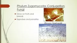 Phylum Zygomycota: Conjugation Fungi