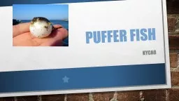 Puffer fish