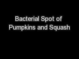 Bacterial Spot of Pumpkins and Squash