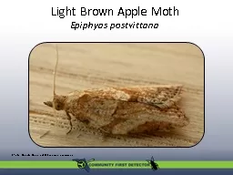 Light Brown Apple Moth