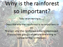 Why is the rainforest so important?