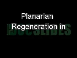 Planarian Regeneration in