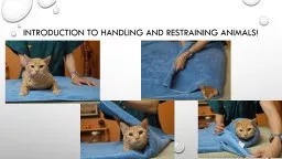 Introduction to Handling and Restraining animals!