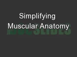 Simplifying Muscular Anatomy