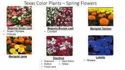Texas Color Plants – Spring Flowers