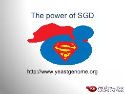 The power of SGD
