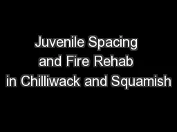 Juvenile Spacing and Fire Rehab in Chilliwack and Squamish