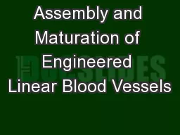 Assembly and Maturation of Engineered Linear Blood Vessels