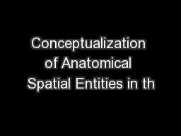 Conceptualization of Anatomical Spatial Entities in th