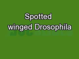 Spotted winged Drosophila
