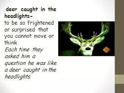 deer caught in the headlights-