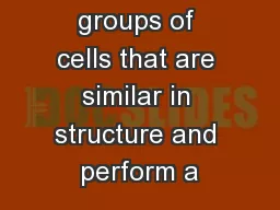 groups of cells that are similar in structure and perform a