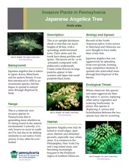 Invasive Plants in Pennsylvania Japanese Angelica Tree