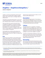HS Angelica Angelica archangelica L