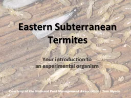 Eastern Subterranean Termites