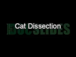 Cat Dissection
