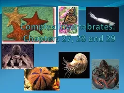 Complex Invertebrates: Chapters 27, 28 and 29