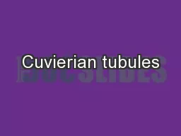 Cuvierian tubules