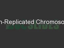 Non-Replicated Chromosome
