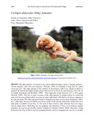 Cyclopes didactylus Silky Anteater Family Cyclopedidae